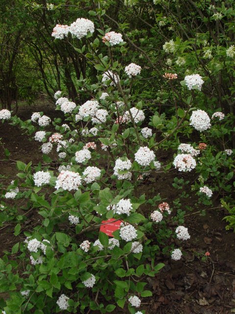 Viburnum carlesii (3)